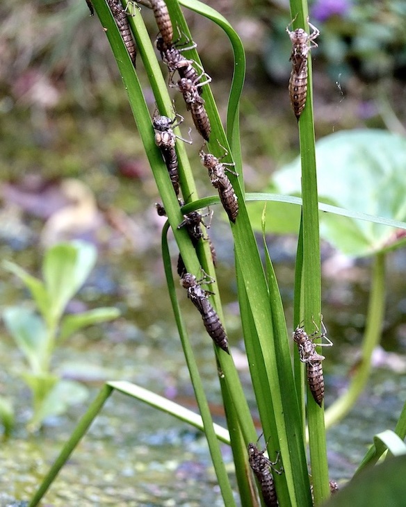 exuvia